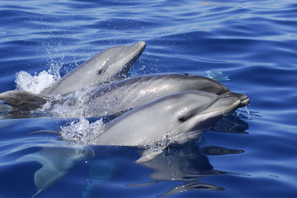Delfini che nuotano nelle acque vicino a Tenerife.