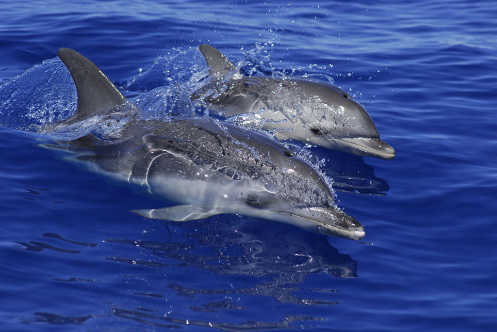 Due delfini che nuotano nel mare di Tenerife.