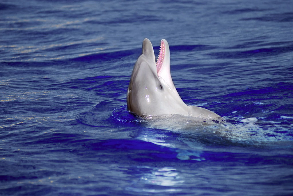 Delfino che nuota in mare vicino alla costa di Tenerife.