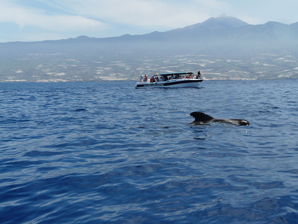 Barca per l'osservazione delle balene e globiferi al largo della costa di Tenerife.
