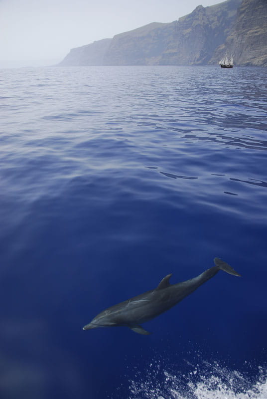 Delfino che nuota vicino alle scogliere di Los Gigantes a Tenerife.