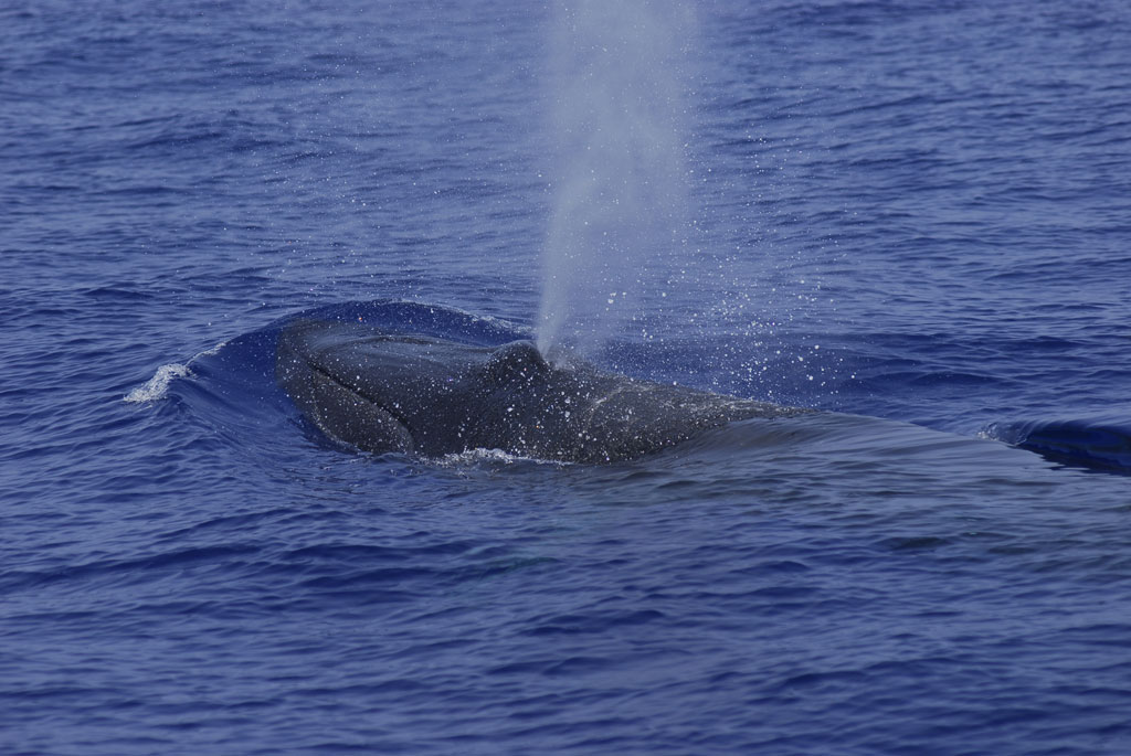 Balena che emerge e espelle acqua nell'oceano vicino a Tenerife.