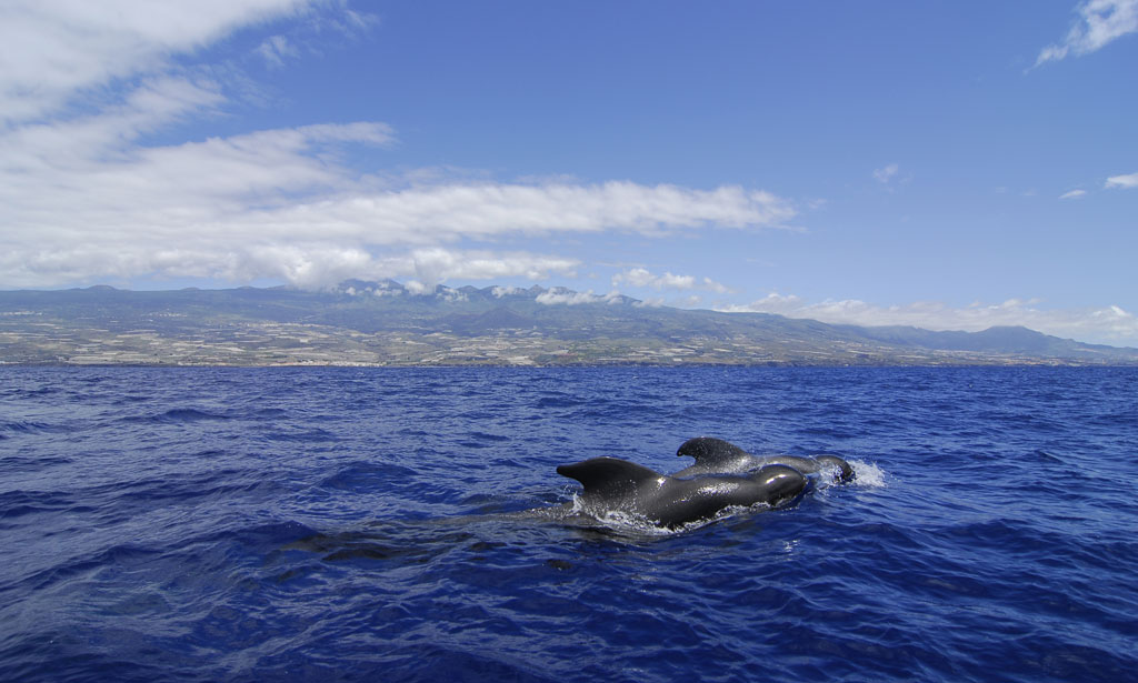 Balenottera di globola che nuota nel mare al largo della costa di Tenerife.