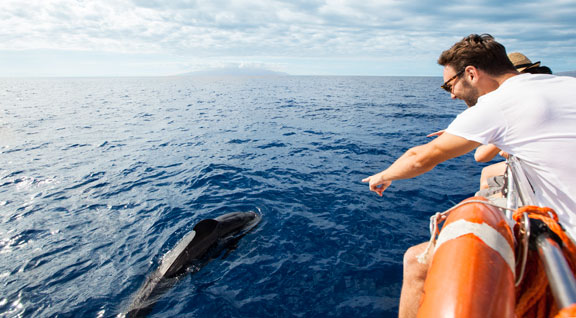 Avistamiento de cetáceos