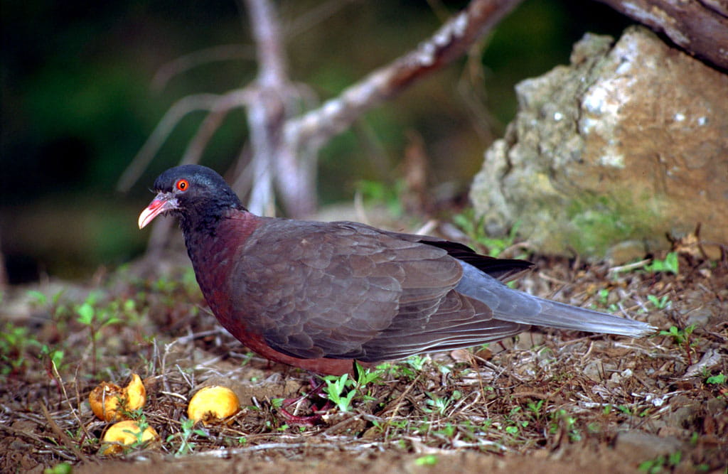avistamiento-aves-paloma-rabiche-07.jpg