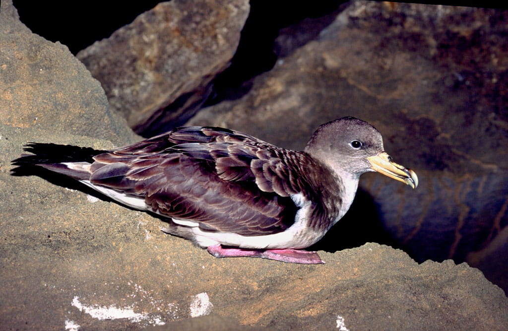 avistamiento-aves-pardela-cenicienta-09.jpg