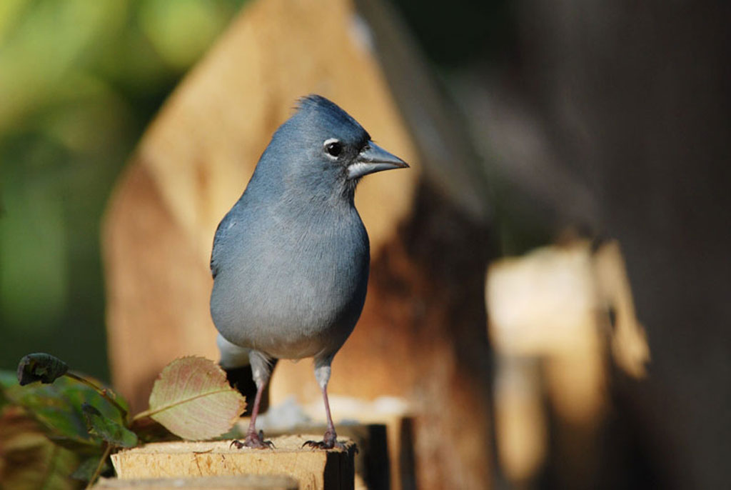avistamiento-aves-pinzon-azul-03.jpg