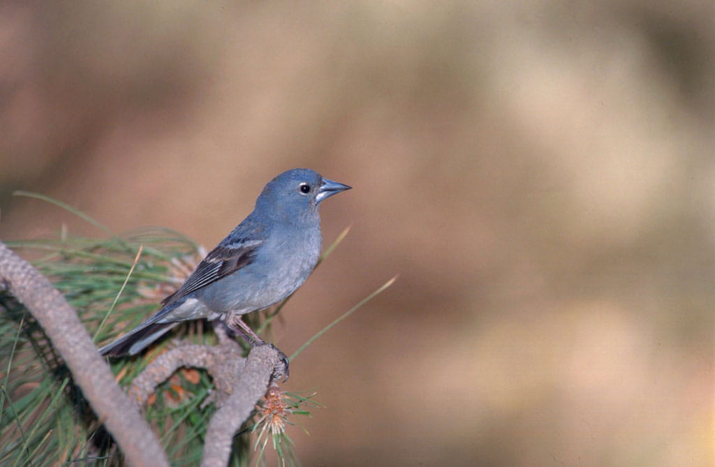 avistamiento-aves-pinzon-azul-04.jpg