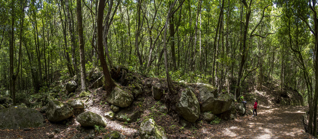 Sentiero in una rigogliosa foresta di Tenerife con due persone che camminano.