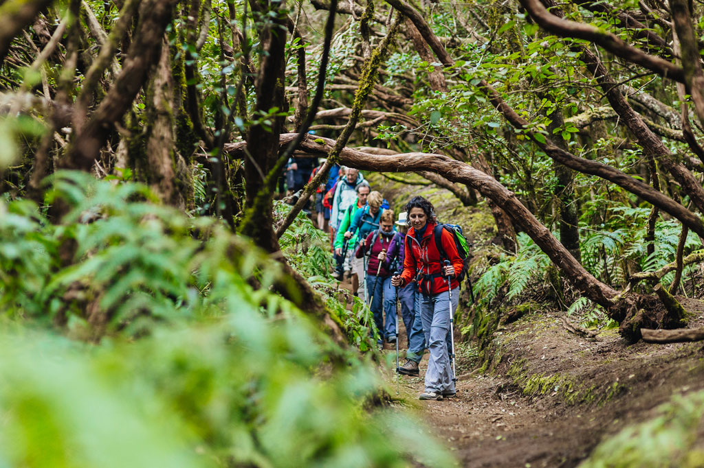 Gruppo di escursionisti che camminano lungo un sentiero forestale ad Anaga, Tenerife.
