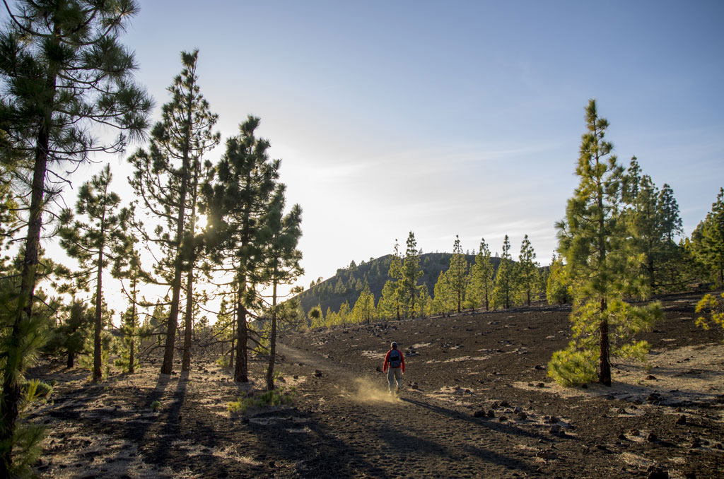 Sentiero in una pineta nel Parco Nazionale del Teide, Tenerife.