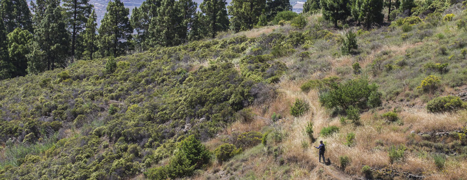 SL-TF 294 Los Brezos