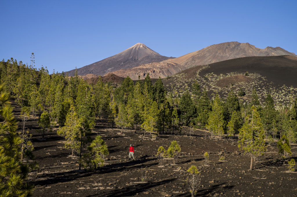 Paesaggio del Monte Teide a Tenerife, pini e escursionista in giacca rossa in primo piano.