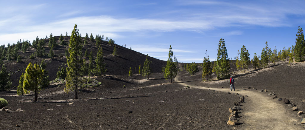 Sentiero nel paesaggio vulcanico di Tenerife con pini e cieli sereni.