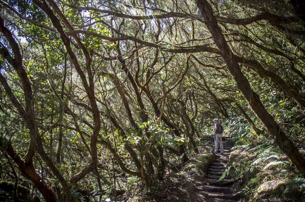 Sentiero circondato da alberi a foglia ad Anaga, Tenerife, con persone che camminano.