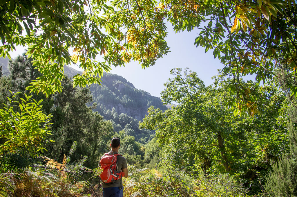 Una persona con uno zaino rosso che cammina in una foresta a La Esperanza, Tenerife.