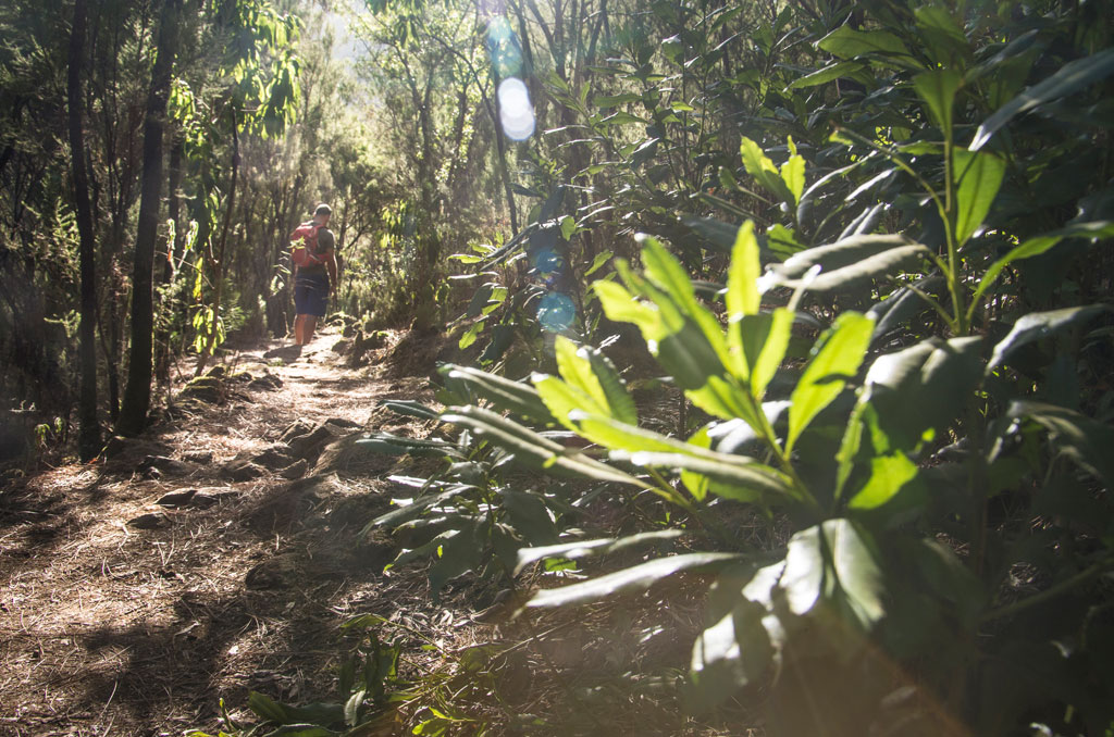 Persona che cammina lungo un sentiero forestale a La Laguna, Tenerife. Vegetazione fitta intorno.