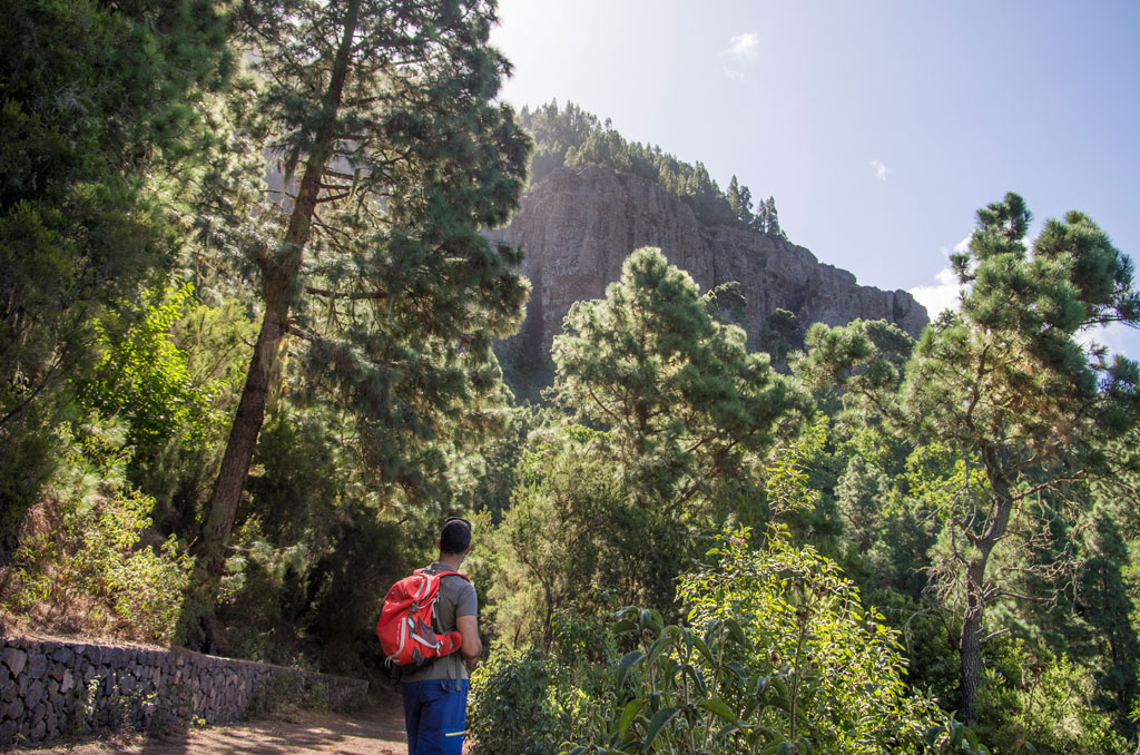 Persona con lo zaino cammina su sentieri nella foresta di Tenerife guardando le montagne.