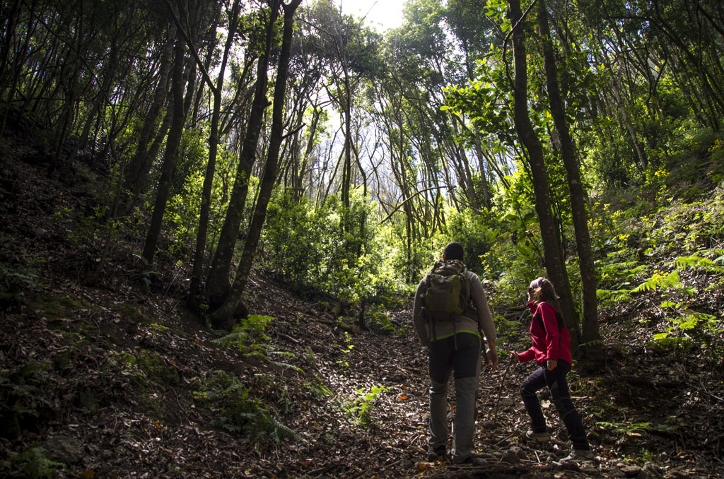 PR-TF 52 Erjos - Las Portelas (Monte del Agua)