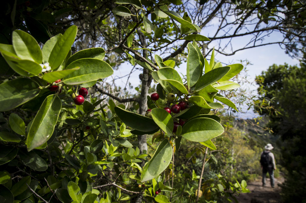 PR-TF 55 Los Silos - Talavera - El Palmar