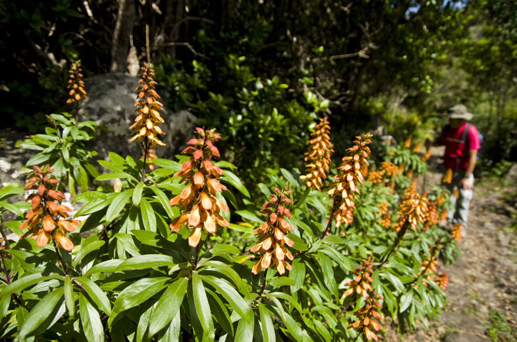 PR-TF 57 Callejón de Teno