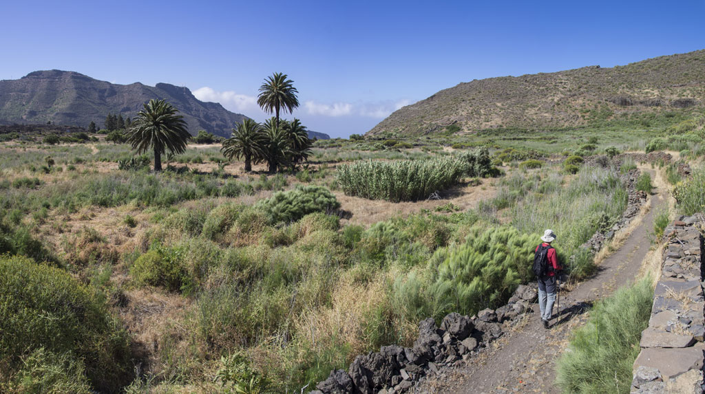 Sentiero tra palme in una valle montuosa di Tenerife.