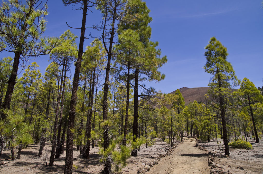 Sentiero circondato da pini nel Parco Nazionale del Teide, Tenerife.