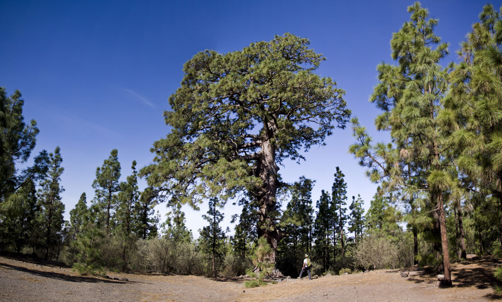 Pino Gordo a Vilaflor, Tenerife, circondato da foresta e da un camminatore nelle vicinanze.