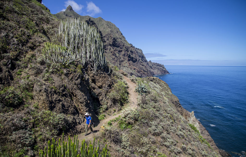 Sentiero costiero a Tenerife con cactus e camminatore vicino all'oceano.