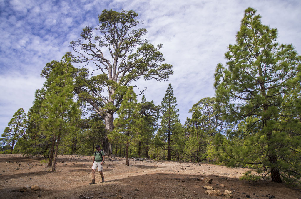 PR-TF 86 Villa de Arico - Cumbre de Arico