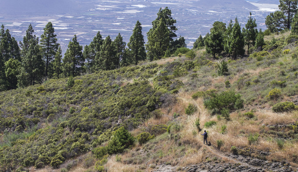 SL-TF 294  Los Brezos