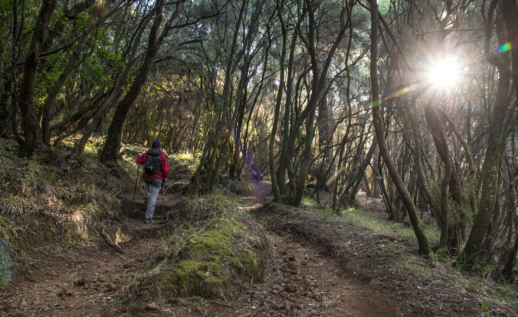 Persona che cammina su un sentiero boschivo a Tenerife sotto la luce del sole.