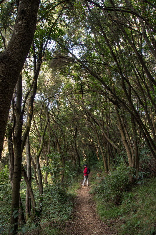 Sentiero boscoso a La Laguna, Tenerife, con persone che camminano tra alberi alti.