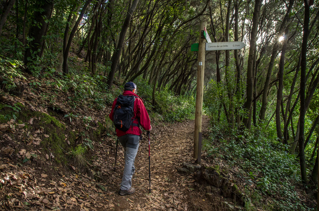 Persona che cammina su un sentiero forestale verso il Camino de La Orilla a Tenerife.