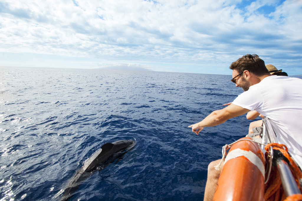 Persona che indica un delfino vicino a una barca nell'oceano di Tenerife.