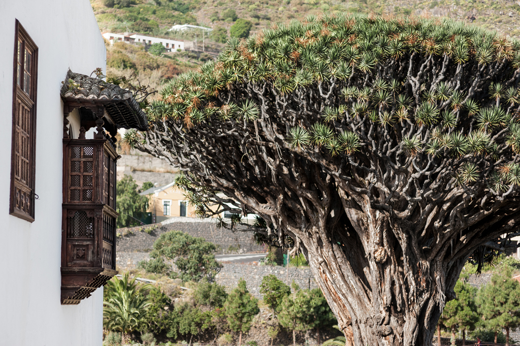 Albero di draghi millenario accanto a una casa tradizionale a Icod de los Vinos, Tenerife.