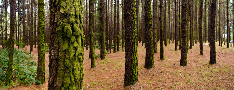 El árbol más gordo de todos