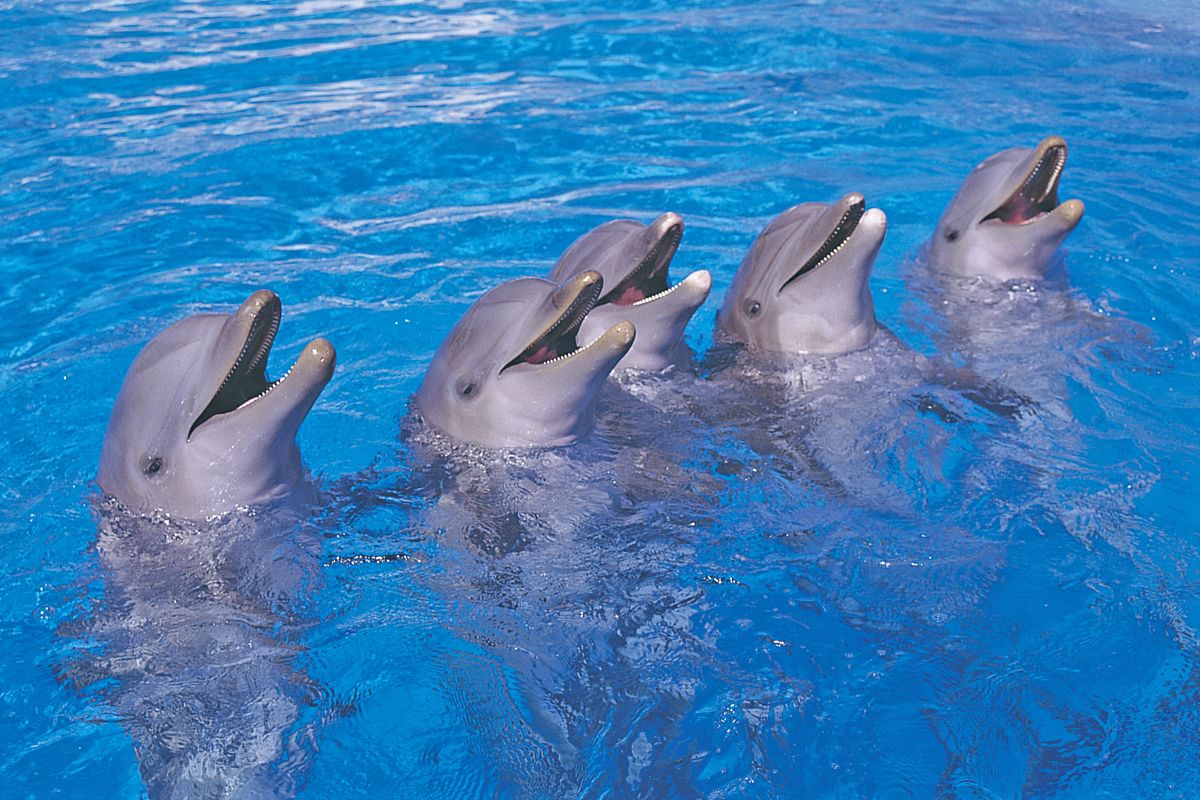 Cinque delfini giocano nell'acqua del Loro Park a Tenerife.