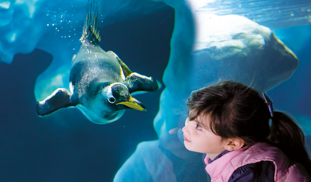 Il pinguino nuota vicino a una ragazza in un acquario a Tenerife.