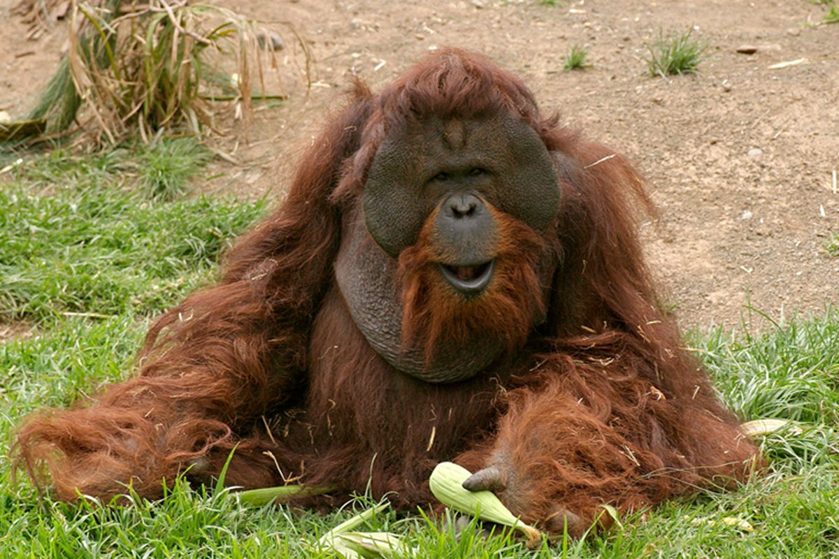Orango che riposa sull'erba a Loro Parque, Tenerife.