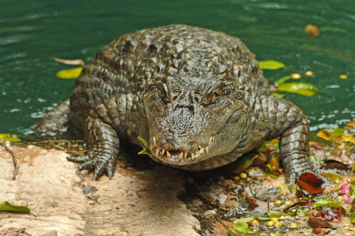 Coccodrillo che riposa sulla riva di uno stagno a Tenerife.