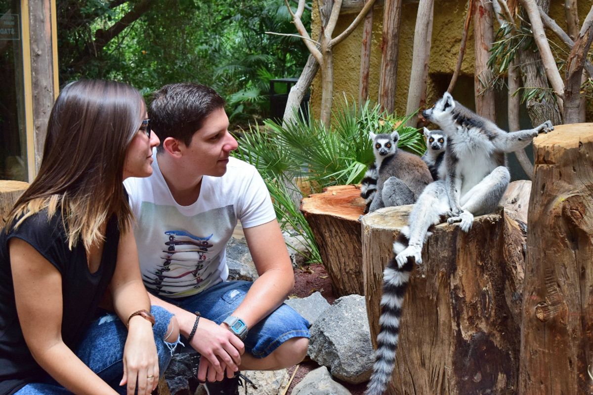 Persone che osservano i lemuri in un ambiente naturale a Tenerife.