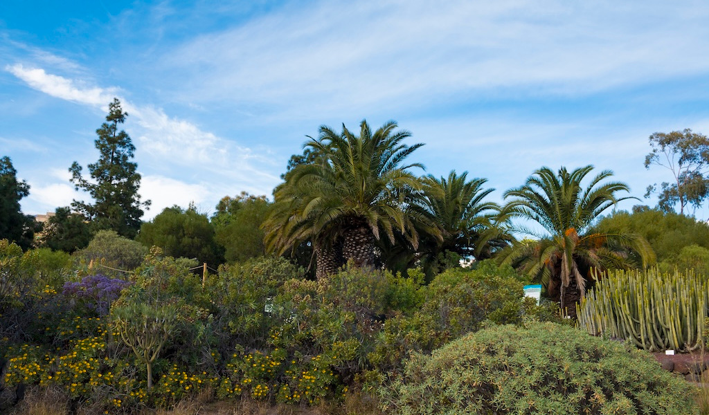 Palme e cactus nel giardino botanico di Tenerife sotto un cielo azzurro.