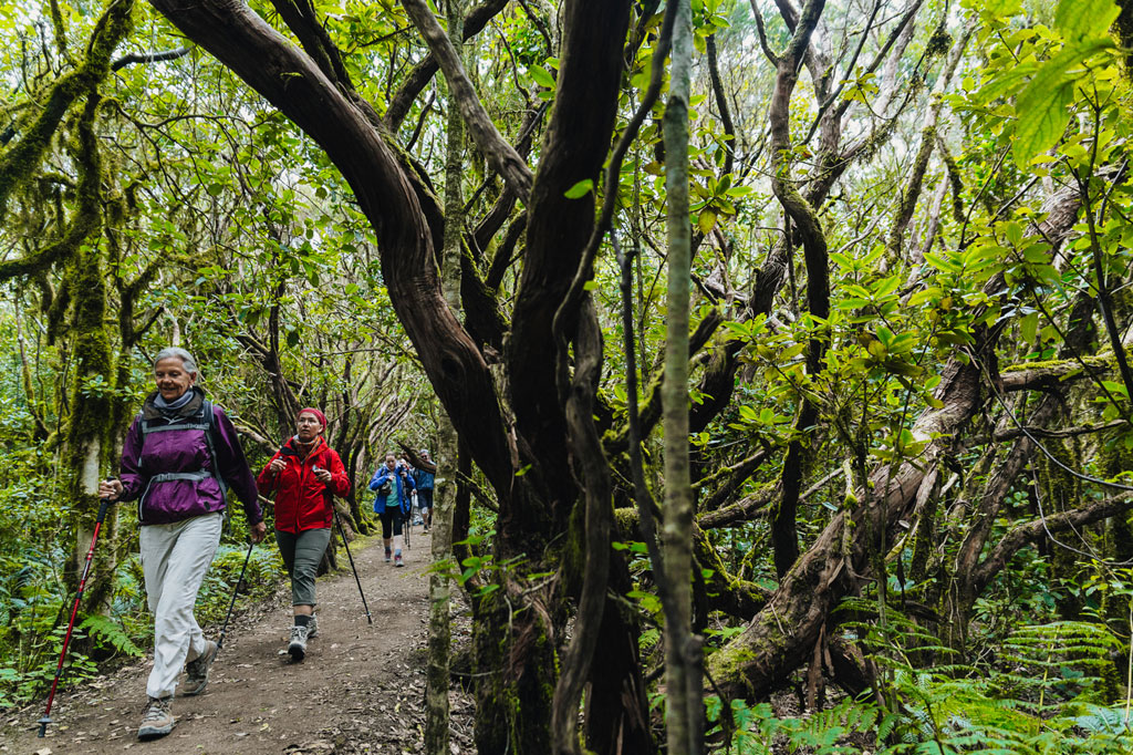Escursionisti in una foresta di alloro a Tenerife, circondati da alberi e vegetazione fitta.