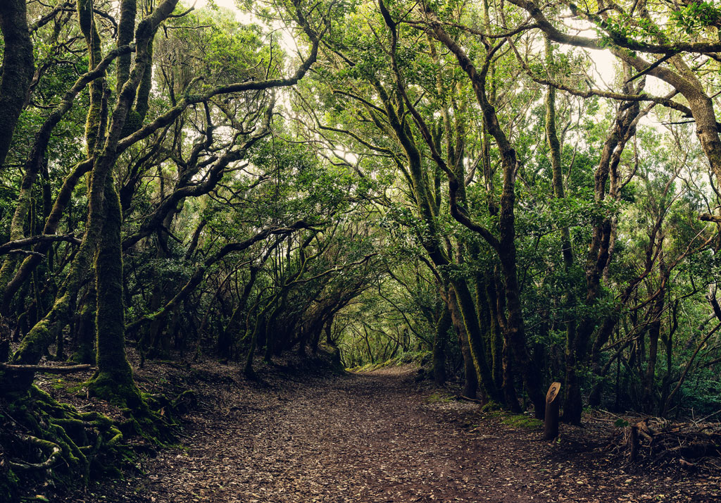 Sentiero circondato da alberi in una foresta ad Anaga, Tenerife.