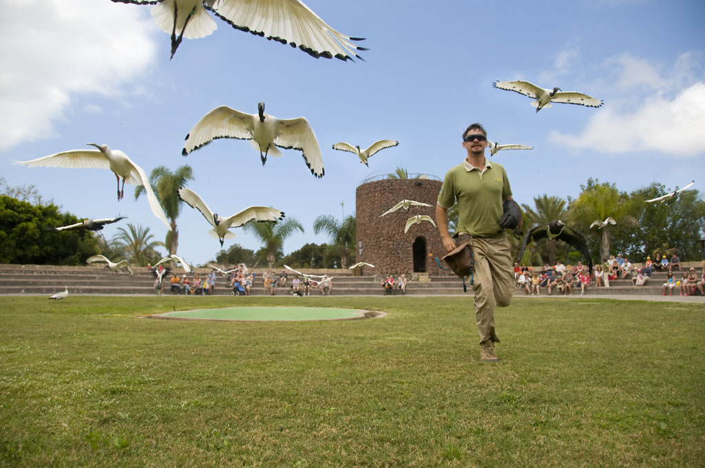 Persona che cammina in un parco a Tenerife circondata da uccelli che volano.