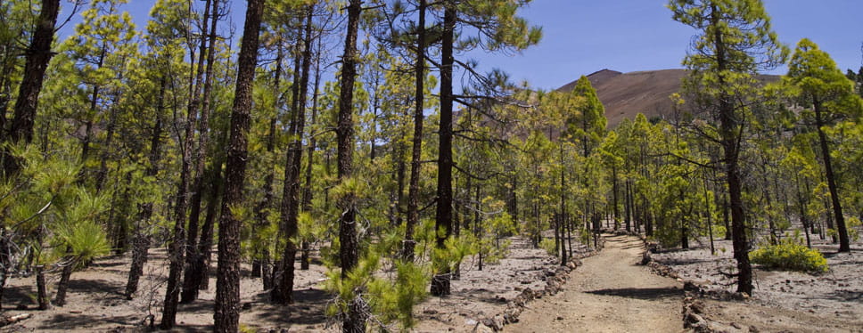 BC-5: Pinares de Vilaflor