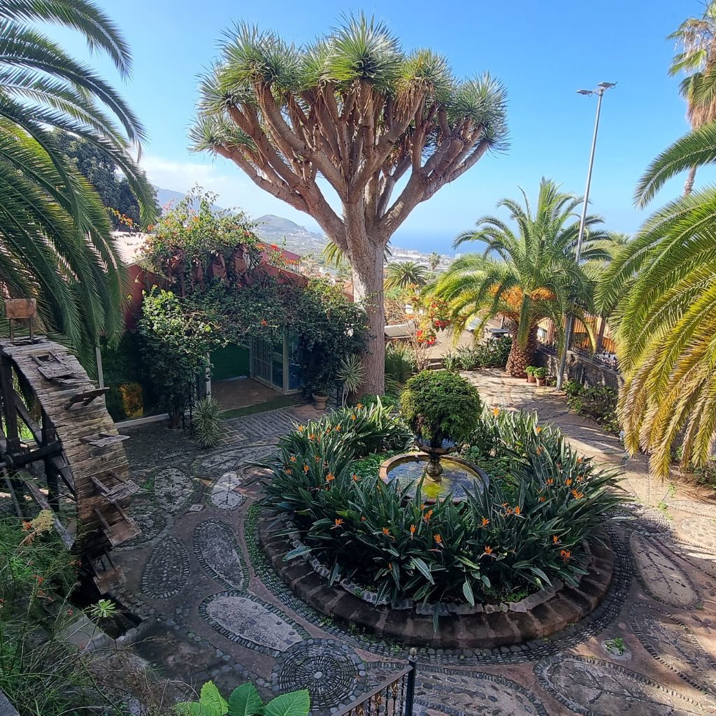 Giardino con albero di drago e palme a La Orotava, Tenerife.