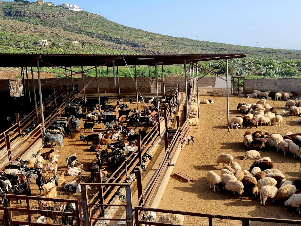 Capre e pecore in un recinto sulle colline di Tenerife.