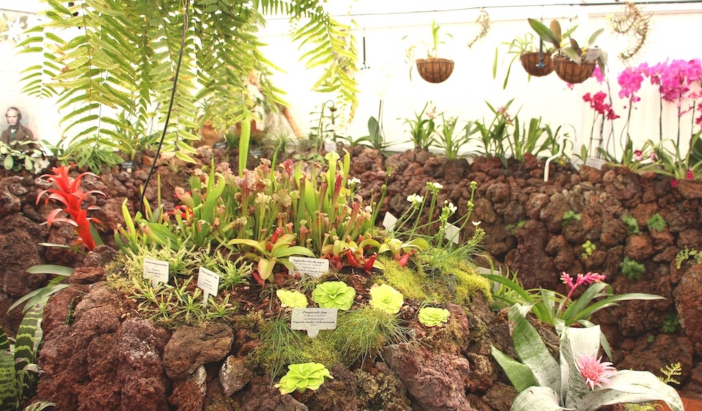 Piante tropicali esposte con etichette nella serra di Tenerife.
